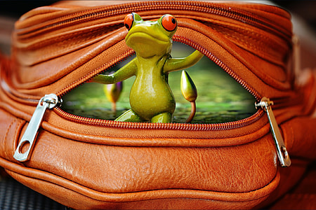 edited photo of green tree frog on brown backpack thumbnail
