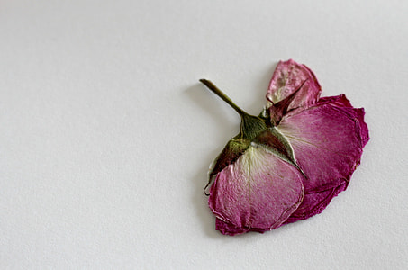 pink petaled flower on white surface thumbnail