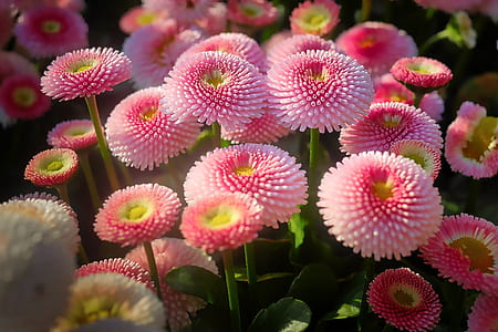 selective focus photography of pink petaled flowers thumbnail