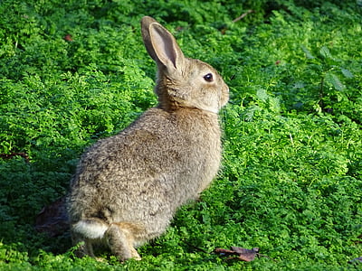 rabbit on grass thumbnail