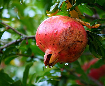 round red fruit thumbnail
