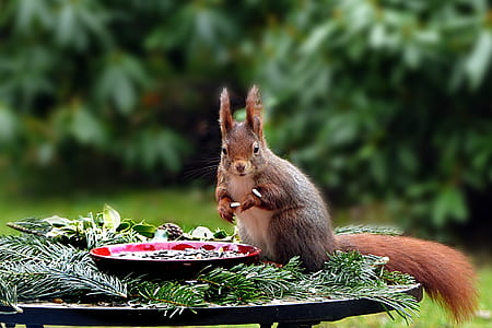 squirrel beside red plate thumbnail
