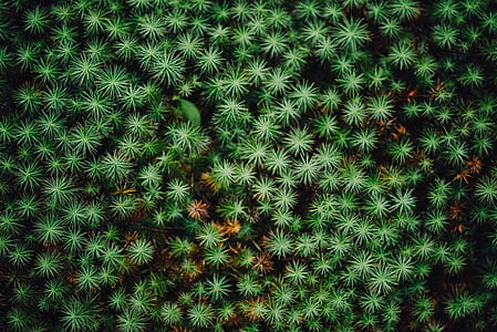 green cannabis plants thumbnail
