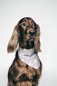 Large Medium-coated Fawn Dog thumbnail