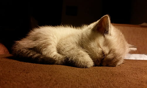 orange tabby kitten lying on floor thumbnail