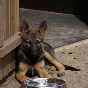 black and tan German shepherd puppy sitting beside wooden door thumbnail