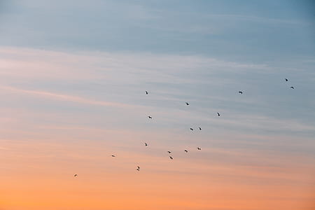 birds flying during sunset thumbnail