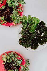 Building Rainforest Terrarium in a Jar thumbnail