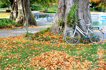 rigid bike leaning on tree thumbnail