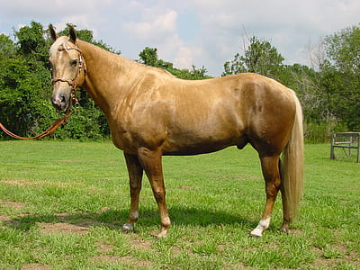 brown horse standing on green grass thumbnail
