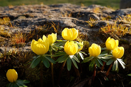 yellow aconite flowers in bloom at daytime thumbnail