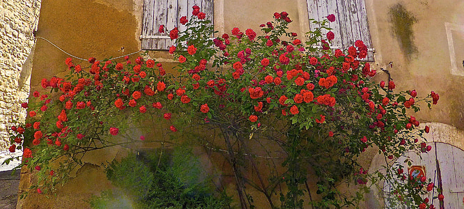 red rose plant beside brown house thumbnail