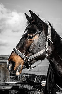 selective photography of black and brown horse thumbnail