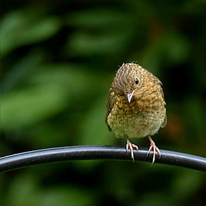 selective focus photography of orange and green bird thumbnail