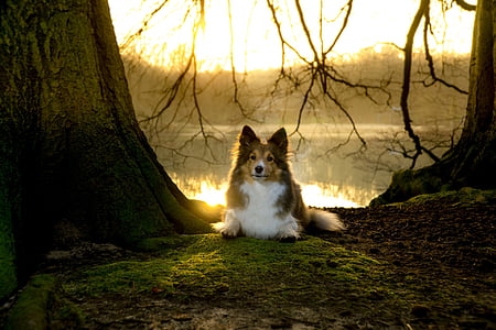 white, black, and brown Shetland sheepdog sitting under brown tree close-up photo thumbnail