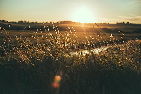 shallow focus photography of green grasses thumbnail