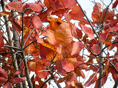 selective focus photography of brown leaves thumbnail