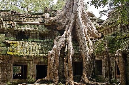 photo of gray tree on brown concrete bricks thumbnail