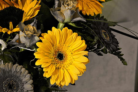close-up photo of yellow Gerbera daisy flower thumbnail