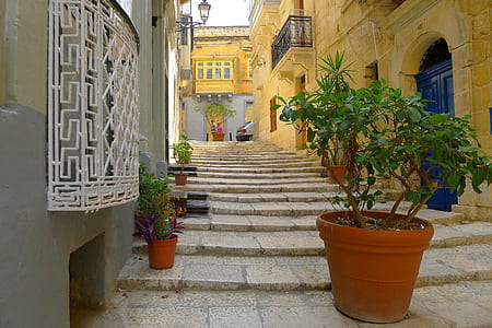 plants between buildings during daytime thumbnail