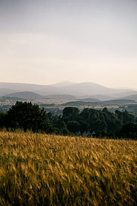 Grass Field thumbnail