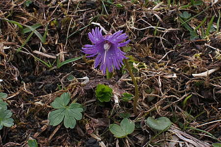 Alpengloeckchen, Soldanella Alpina thumbnail
