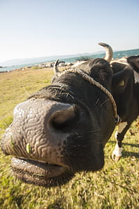 Black and White Cattle on Green and Brown Grass Field thumbnail