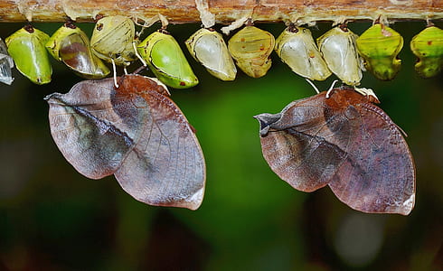 dried leaf butterflies and green pupa thumbnail