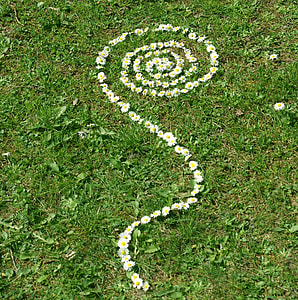 white daisy flowers thumbnail