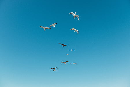 low angle photo of flock of birds flying under the blue sky thumbnail