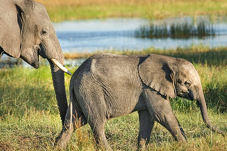 two elephant walking on grass thumbnail