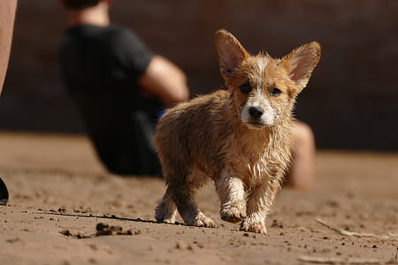 tan and white Pembroke Welsh corgi puppy thumbnail