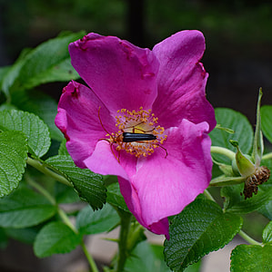 Red Fire Beetle And Spider In Rose thumbnail