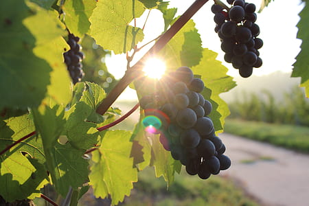 close-up photo of grapes thumbnail