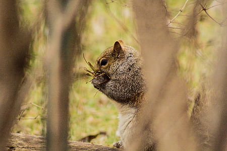 animal, cute, rodent, outdoors thumbnail