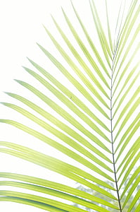 green leafed plant during daytime thumbnail