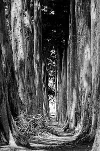 grayscale photography of brown trees thumbnail