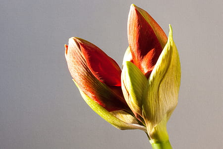 red tulips with green leaf thumbnail