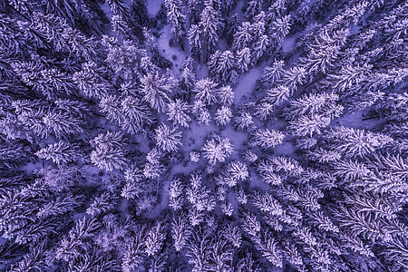 Aerial drone shot of snow-covered trees in a winter forest thumbnail
