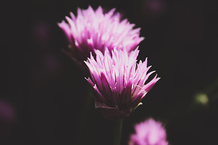 closeup photography of purple flower thumbnail