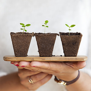 person holding three pots of plants thumbnail