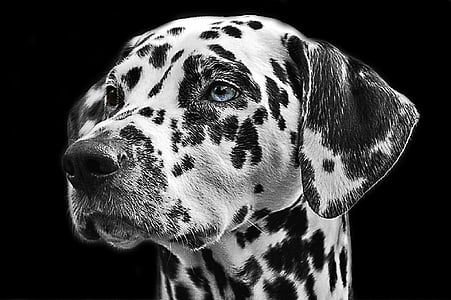 adult white and black Dalmatian thumbnail