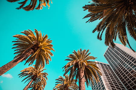 Tropical Beach Palms from Below Against Clear Sky thumbnail