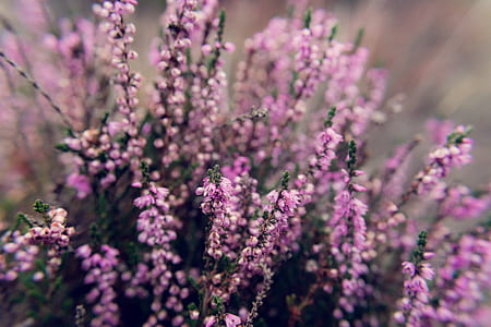 pink flowers thumbnail