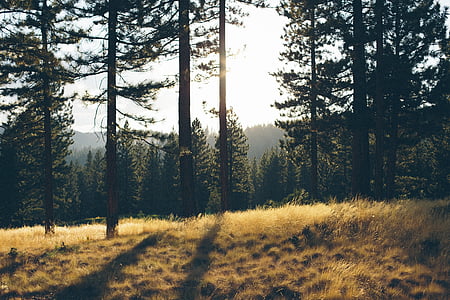 trees against the sun photography thumbnail