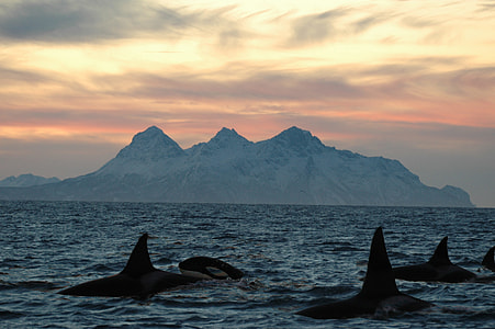 several killer whales thumbnail