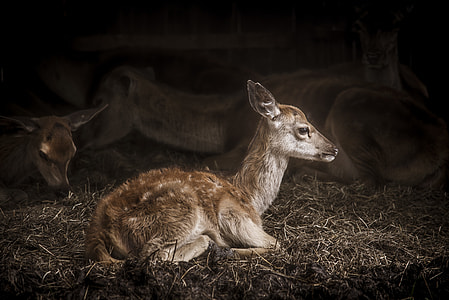 shallow focus photography of deer thumbnail