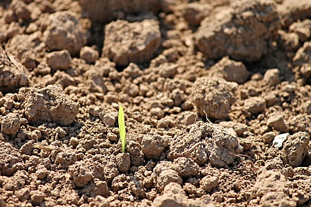 green leaf of plant sprouting from ground thumbnail