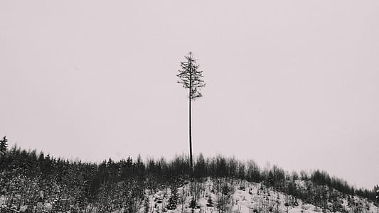 trees and mountain thumbnail