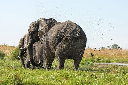 elephants standing on grasses thumbnail